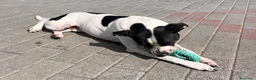 Meticcio cani in regalo: BLACK GENTILCANE - Annuncio 15