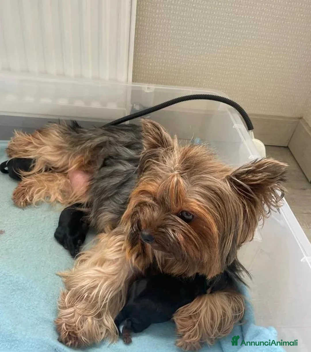 Yorkshire cani in vendita: Cuccioli di Yorkshire Terrier - Annuncio 18