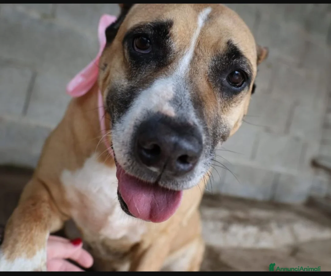 Meticcio cani in regalo: AKIRA MIX AMSTAFF ADOZIONE DEL CUORE  a Provincia di Varese - Annuncio 1