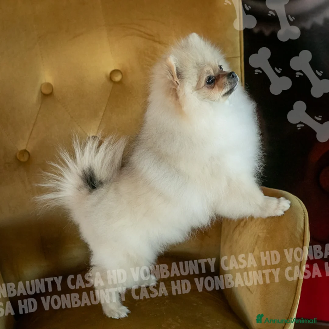 Volpino Pomerania cani in vendita: Cuccioli Spitz Nano di Pomerania - Annuncio 2