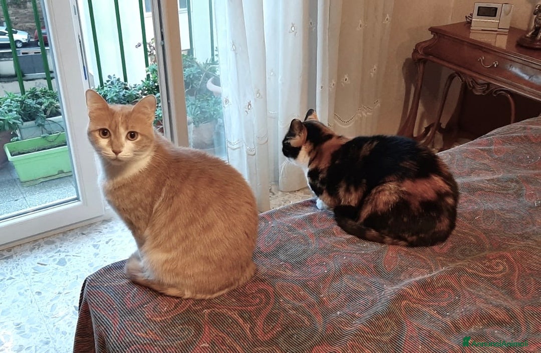 Europeo gatti in regalo: Gattine 2 anni sterilizzate e testate - Annuncio 6