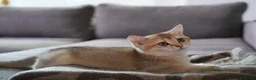 Scottish gatti in vendita: Cuccioli Scottish Straight Golden Pedigree ENFI a Città metropolitana di Milano - Annuncio 6