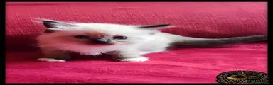 Ragdoll 10