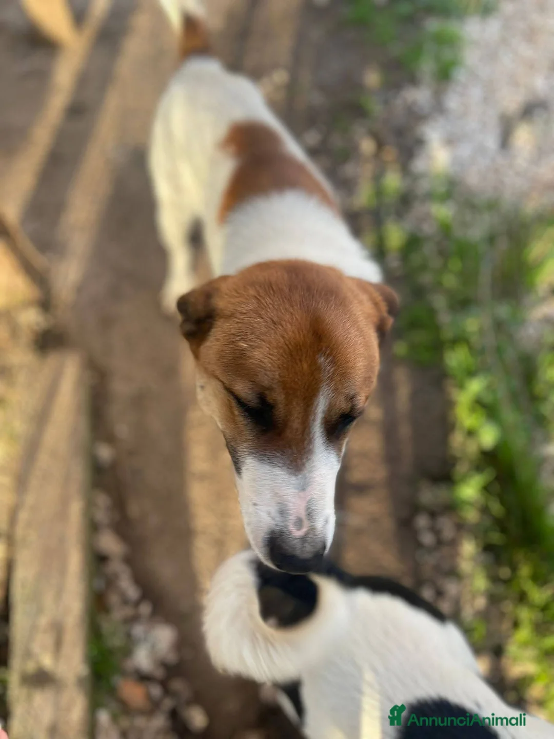 Meticcio cani in regalo: Cucciolone 10 mesi simpatico e buono  - Annuncio 13