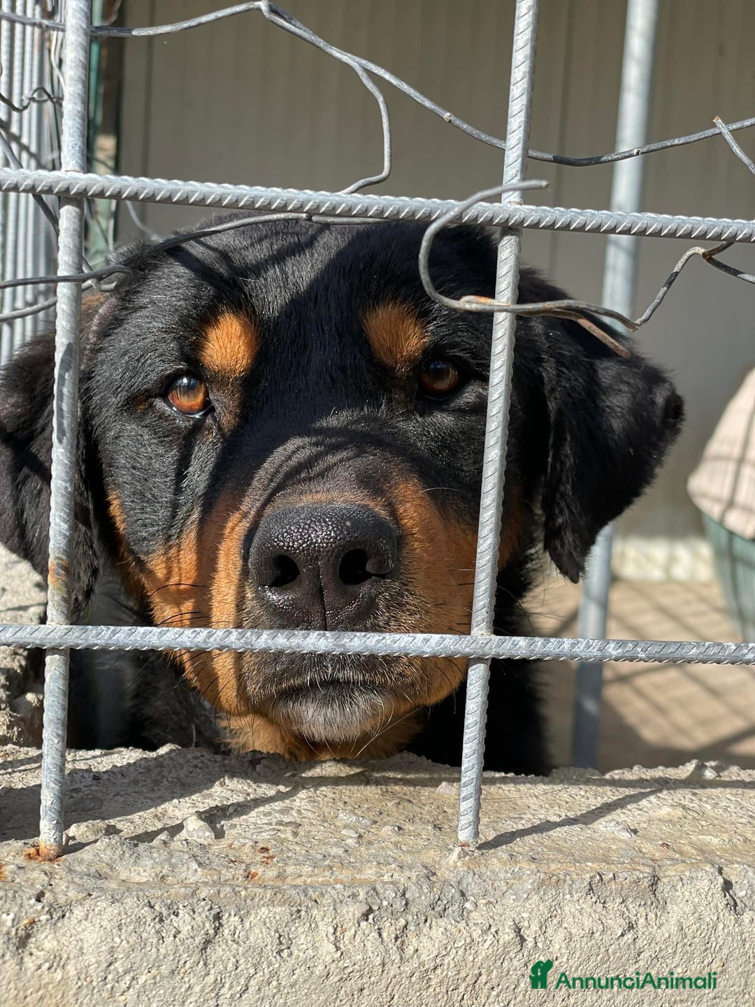 Rottweiler cani in regalo: GUENDY, dolcissima mix ROTT sfortunata - Annuncio 6