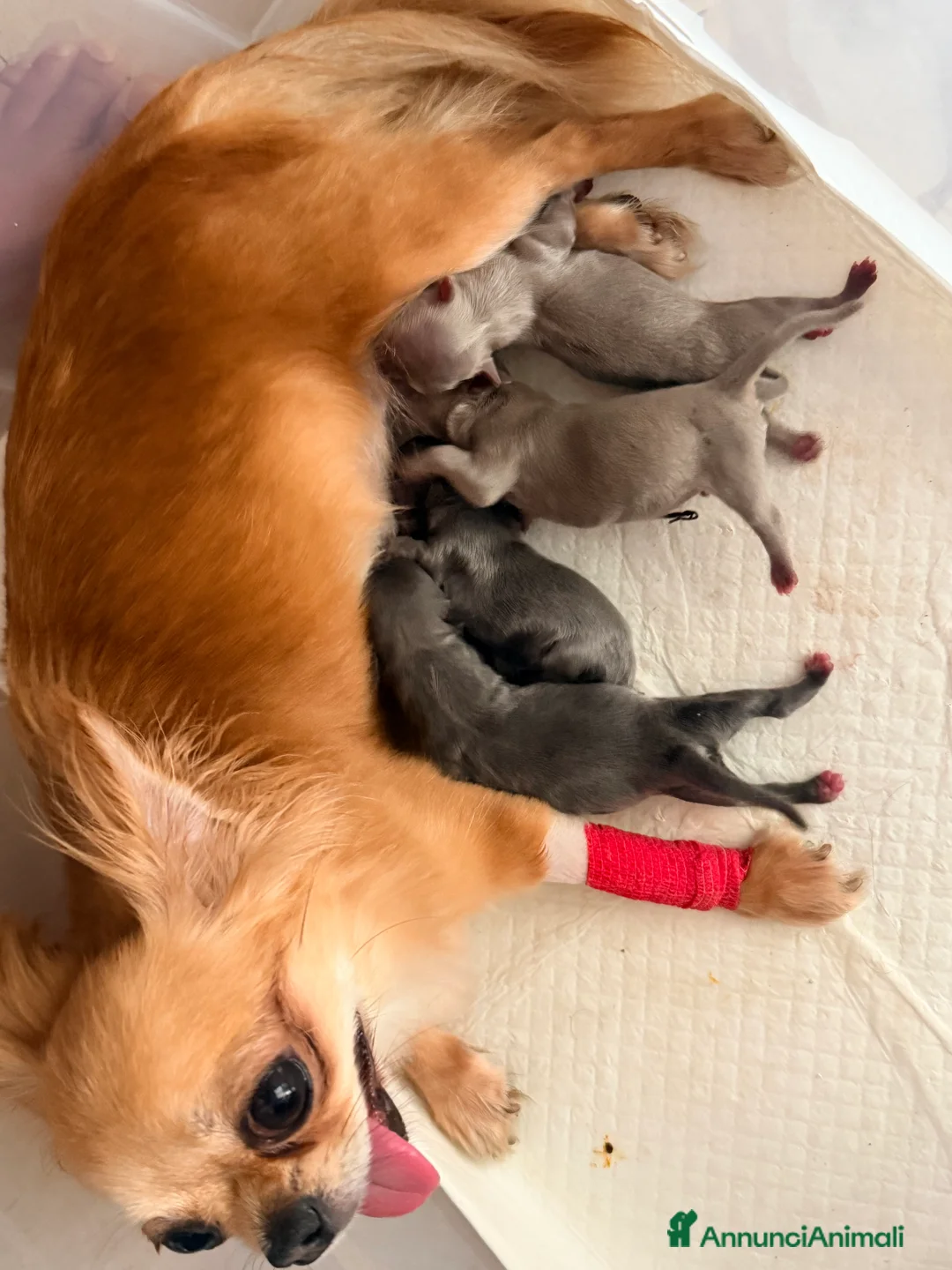 Chihuahua cani in vendita: Chihuahua pelo lungo lilac e blu - Annuncio 1