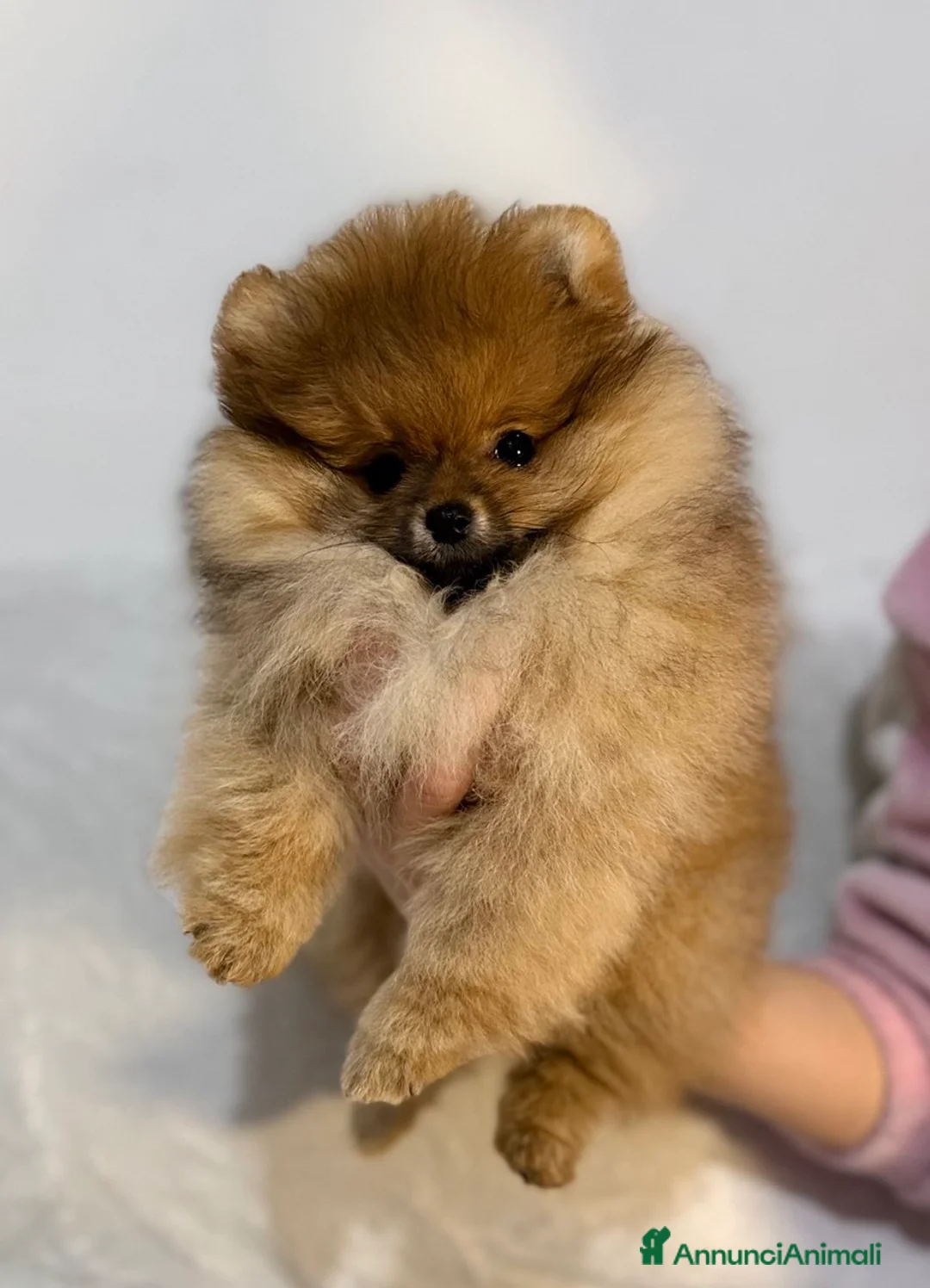 Spitz cani in vendita: Vendesi cucciolo di Pomerania femmina. - Annuncio 6