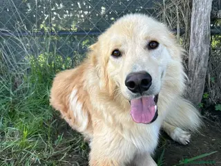 Meticcio cani in regalo: Flipper. Adozione del ❤️ - Annuncio 4