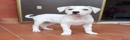 Dogo Argentino cani in regalo: Enea. - Annuncio 9