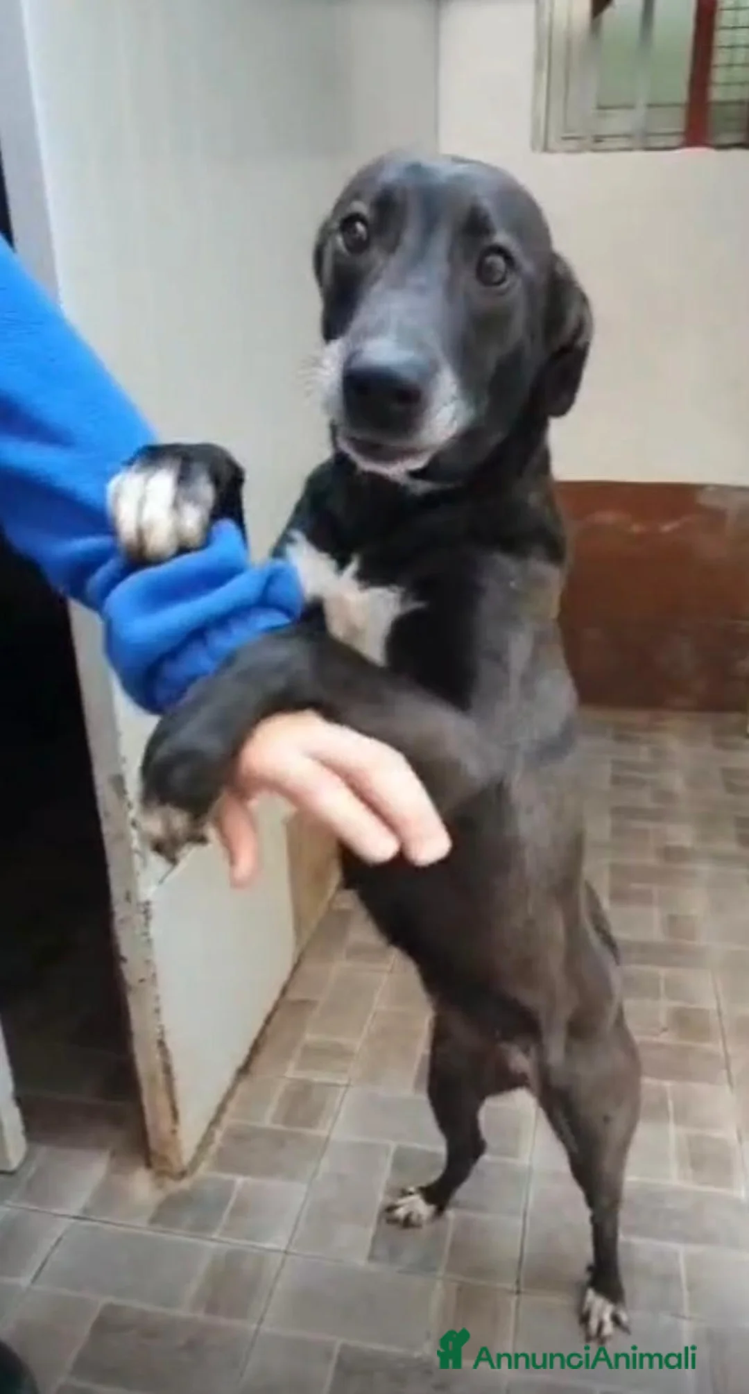 Meticcio cani in regalo: Mela, Meticcia in Canile - Annuncio 2