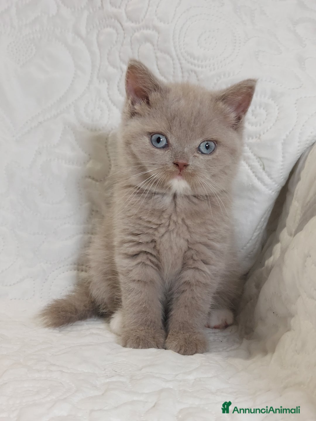 Scottish gatti in vendita: Scottish Straight bellezza rara  a Città Metropolitana di Torino - Immagine 6