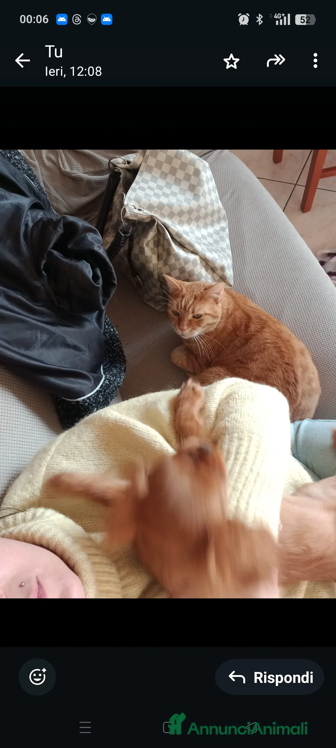 Europeo gatti in regalo: Holliver Gatto Europeo arancione, 10 anni - Annuncio 5