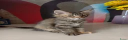 Maine Coon gatti in vendita: Cucciola tigrata Maine coon  - Annuncio 4