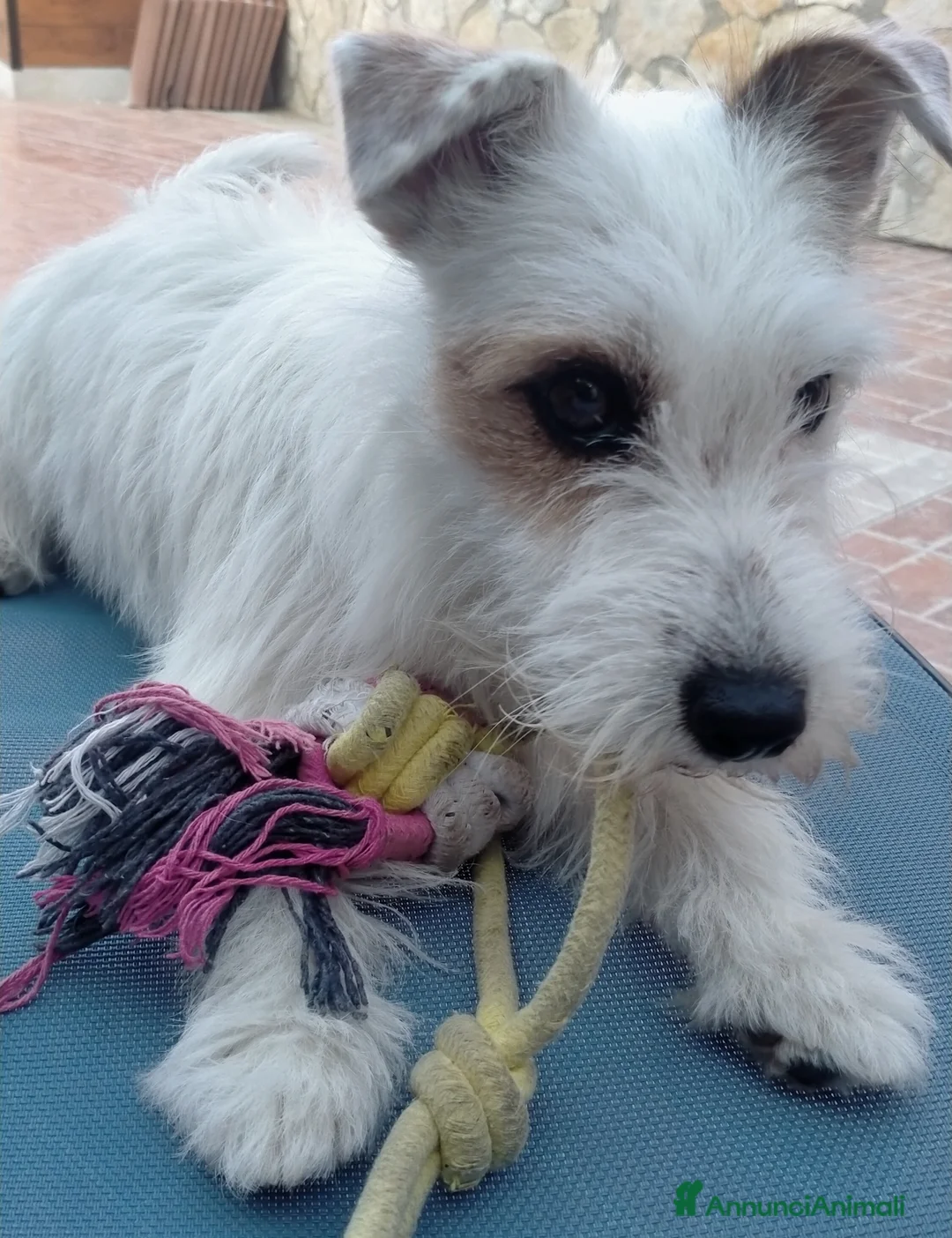 Jack Russell cani in vendita: Cuccioli di jack Russell Broken a Provincia di Campobasso - Annuncio 1