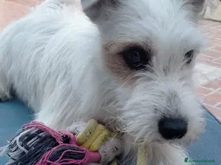 Jack Russell cani Cuccioli di jack Russell Broken - Annuncio 1