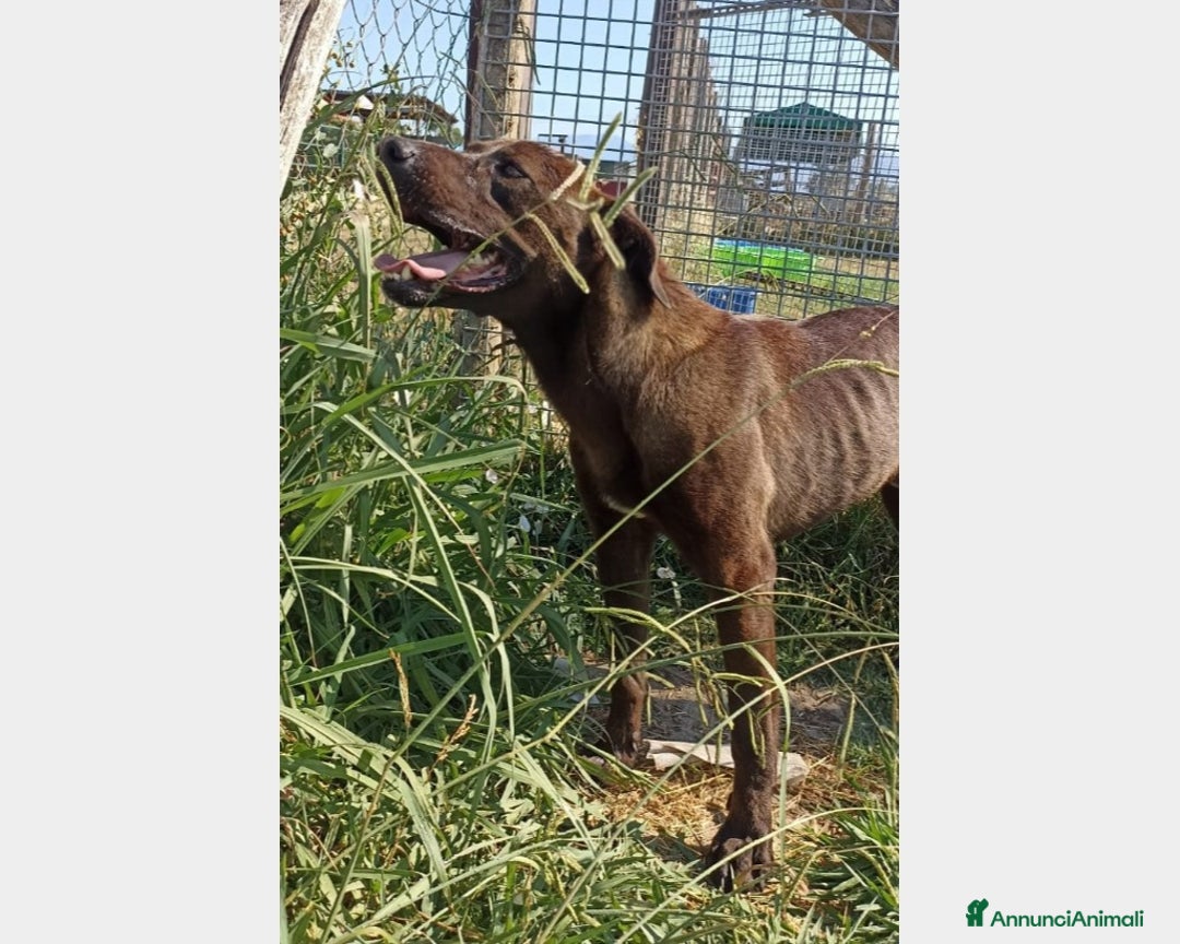 Meticcio cani in regalo: Fuego, Cane molossino Maschio color cioccolato a Latina - Annuncio 6