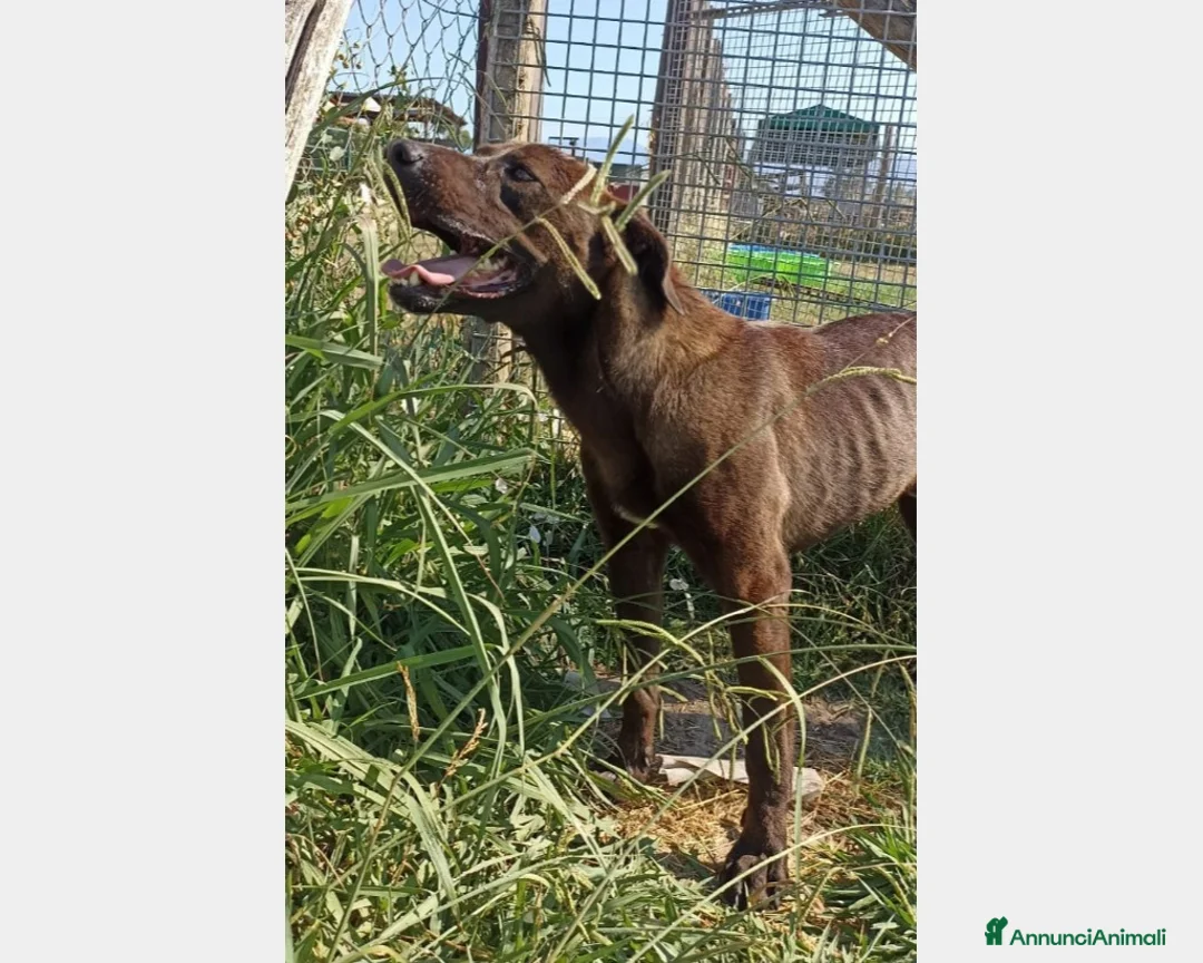 Meticcio cani in regalo: Fuego, Cane molossino Maschio color cioccolato a Latina - Annuncio 6