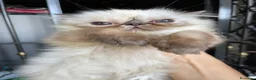 Persiano gatti in vendita: cucciola persiana color point himalaiana - Annuncio 25