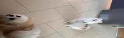 Volpino Pomerania cani in vendita: Cuccioli Spitz Tedesco nano Volpino Pomerania - Annuncio 4