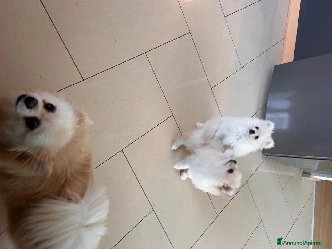 Volpino Pomerania cani in vendita: Cuccioli Spitz Tedesco nano Volpino Pomerania - Annuncio 4