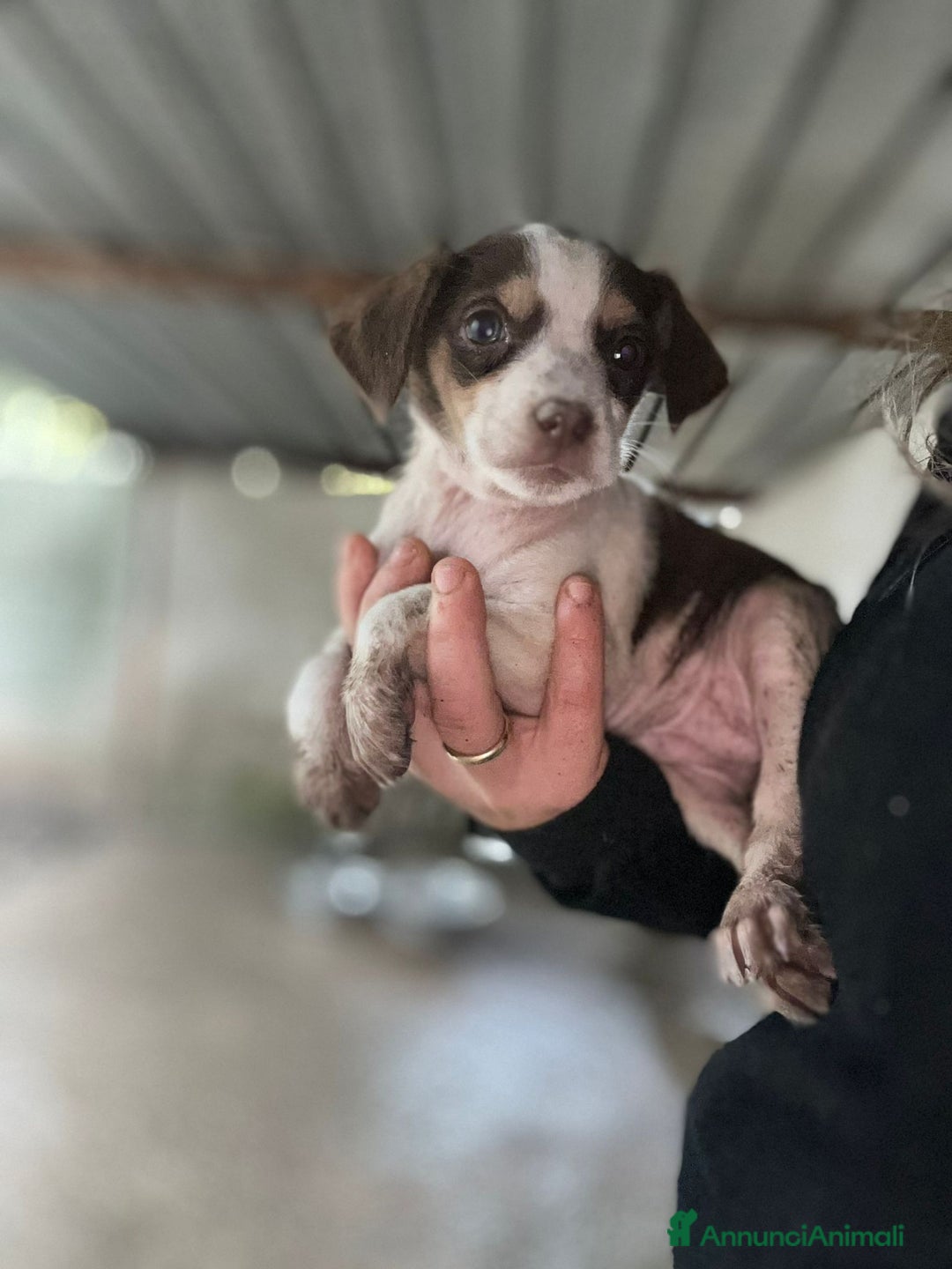 Meticcio cani in regalo: CUCCIOLA TG P - Annuncio 1