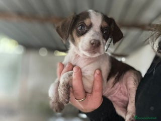 Meticcio cani CUCCIOLA TG P - Annuncio 2