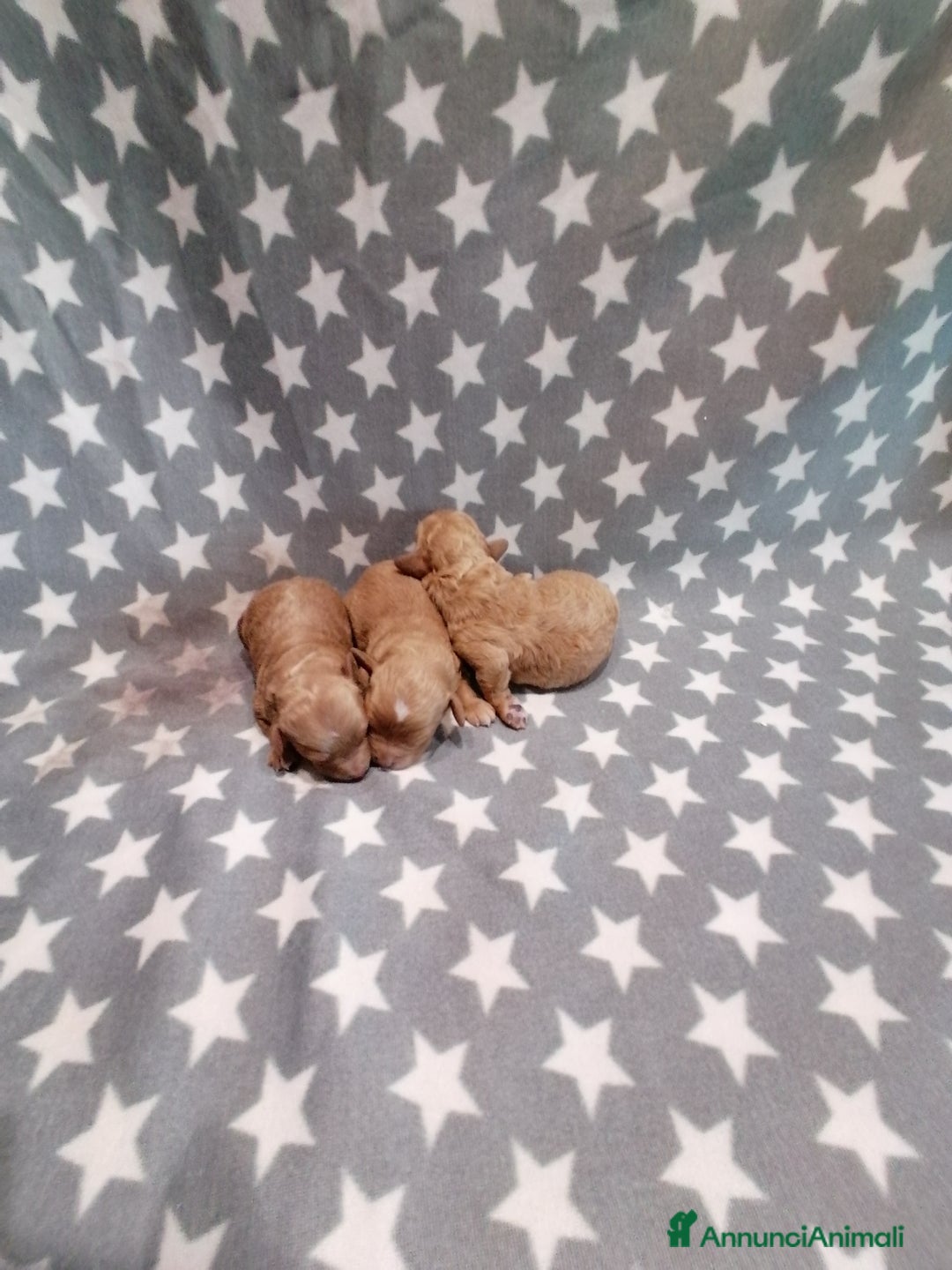 Barboncino Toy cani in vendita: Barboncini Toy cuccioli - Annuncio 10