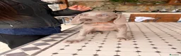 Weimaraner cani in vendita: Cuccioli Weimaraner  - Annuncio 9