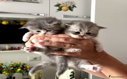 Persiano gatti in vendita: Gattini persiano bicolore a Città metropolitana di Messina - Immagine 26