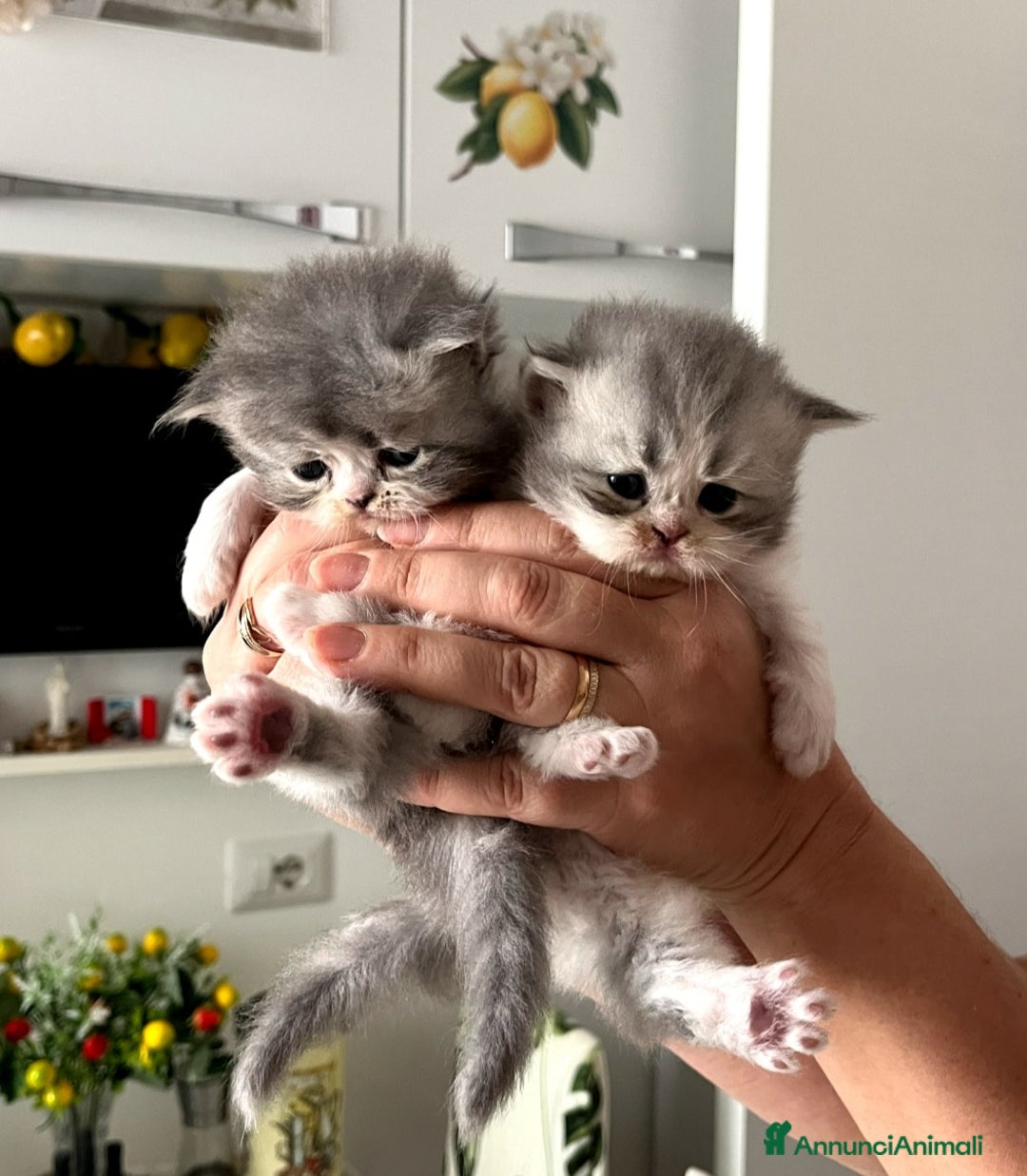 Persiano gatti in vendita: Gattini persiano bicolore a Città metropolitana di Messina - Immagine 26