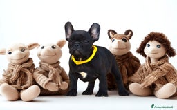 Bulldog Francese cani in vendita: Bouledogue Francese  - Immagine 3