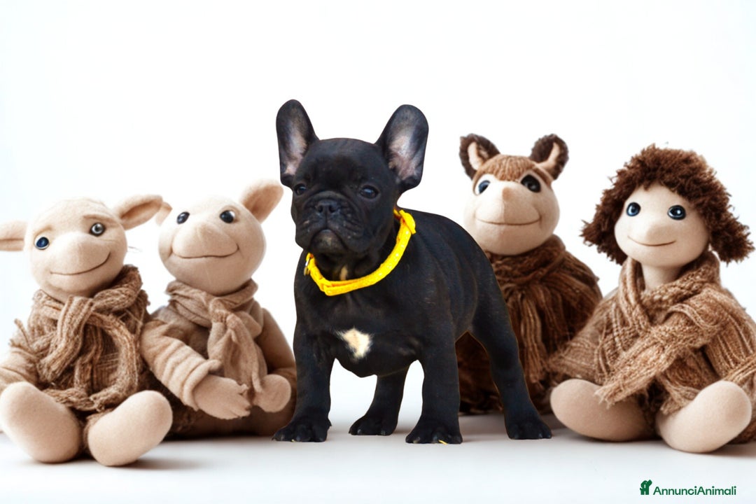 Bulldog Francese cani in vendita: Bouledogue Francese  - Immagine 3