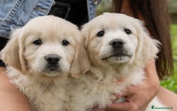 Golden Retriever cani in vendita: cuccioli di golden retriever a Provincia di Rovigo - Immagine 13