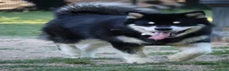 Alaskan Malamute cani per accoppiamento: Alaskan malamute a Provincia di Livorno - Annuncio 9