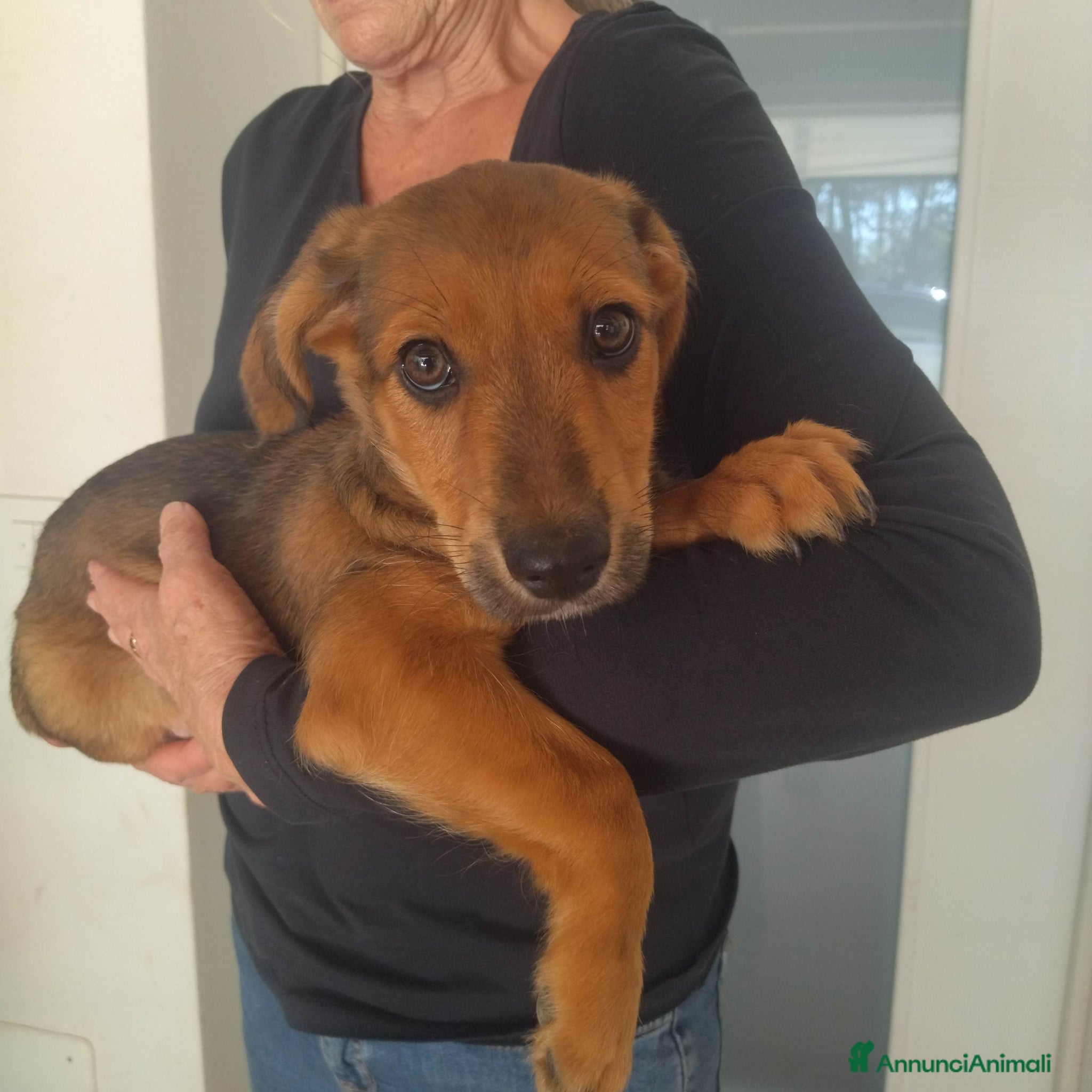 Meticcio cani CUCCIOLO tg MP - Annuncio 4