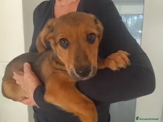 Meticcio cani CUCCIOLO tg MP - Annuncio 4