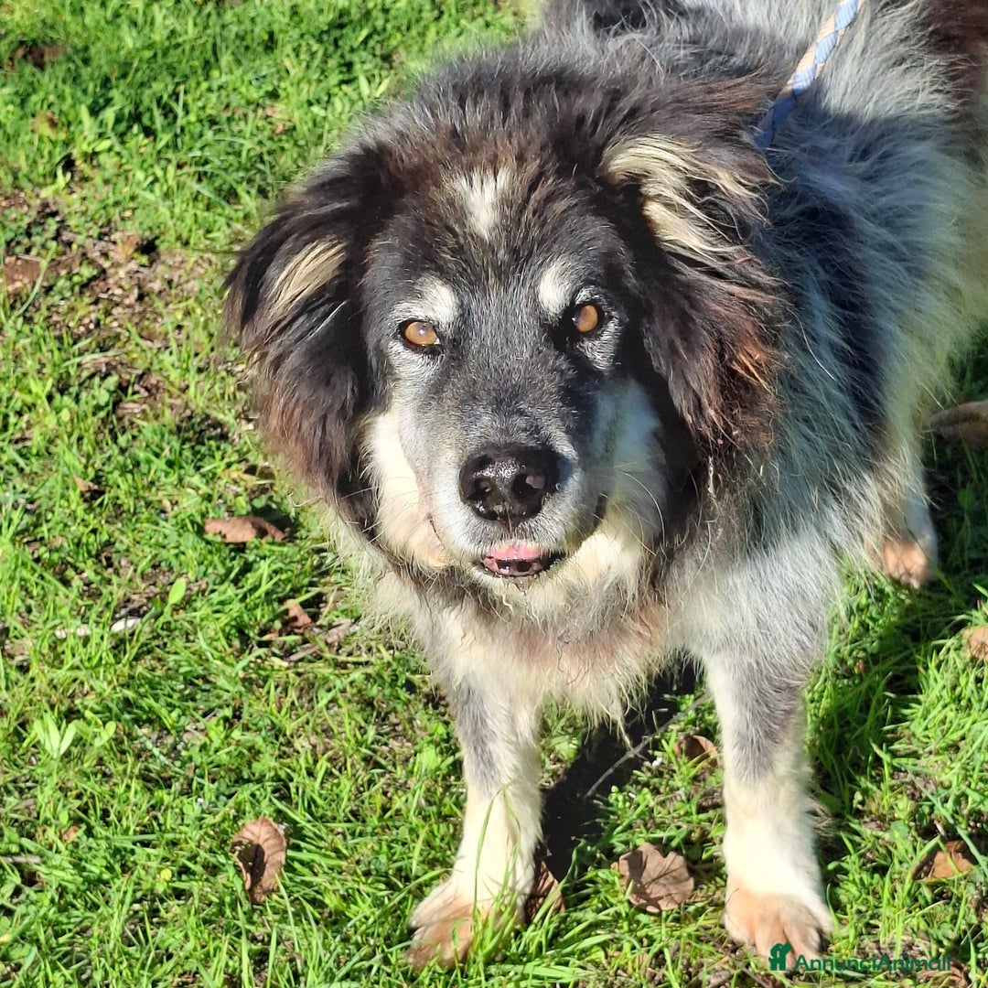 Meticcio cani in regalo: Nonno Nando Cerca Famiglia. Info Monica 3890238584 - Annuncio 1
