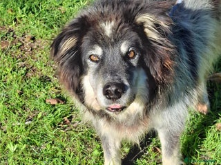 Meticcio cani Nonno Nando Cerca Famiglia. Info Monica 3890238584 - Annuncio 21