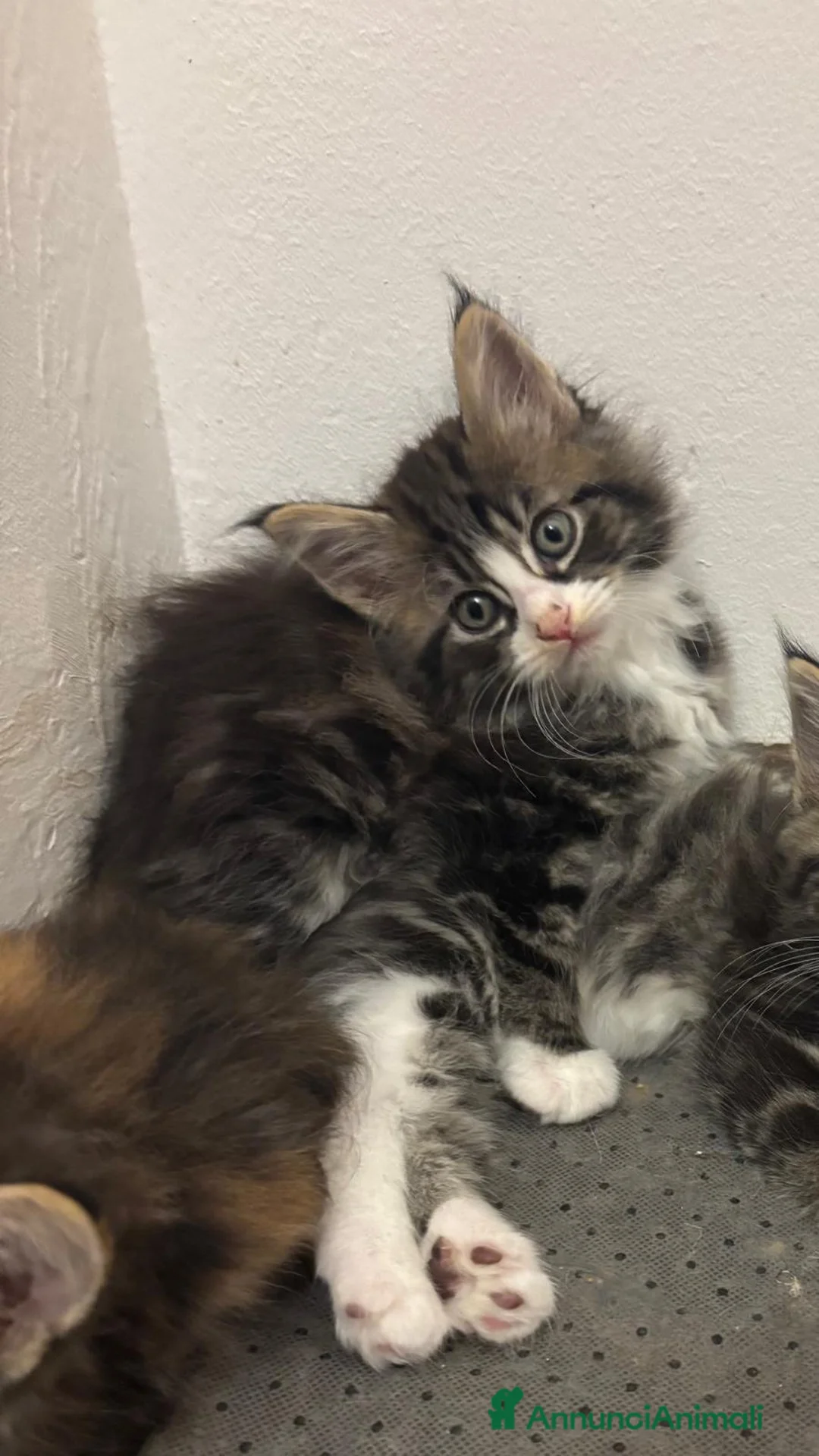 Maine Coon gatti in vendita: Cuccioli di Maine Coon  - Annuncio 2