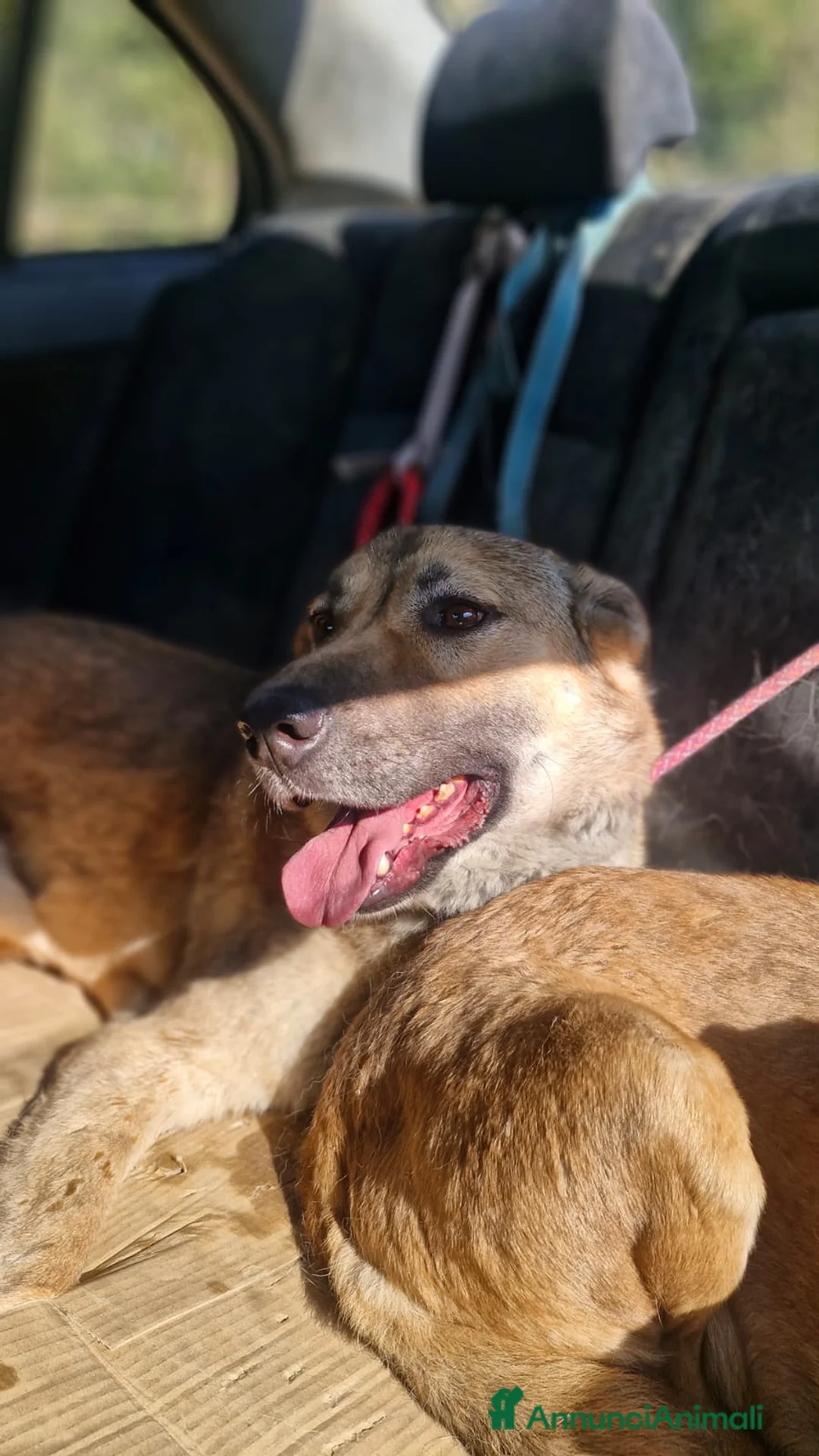 Meticcio cani in regalo: Splendido meticcio - Whisky - Annuncio 5