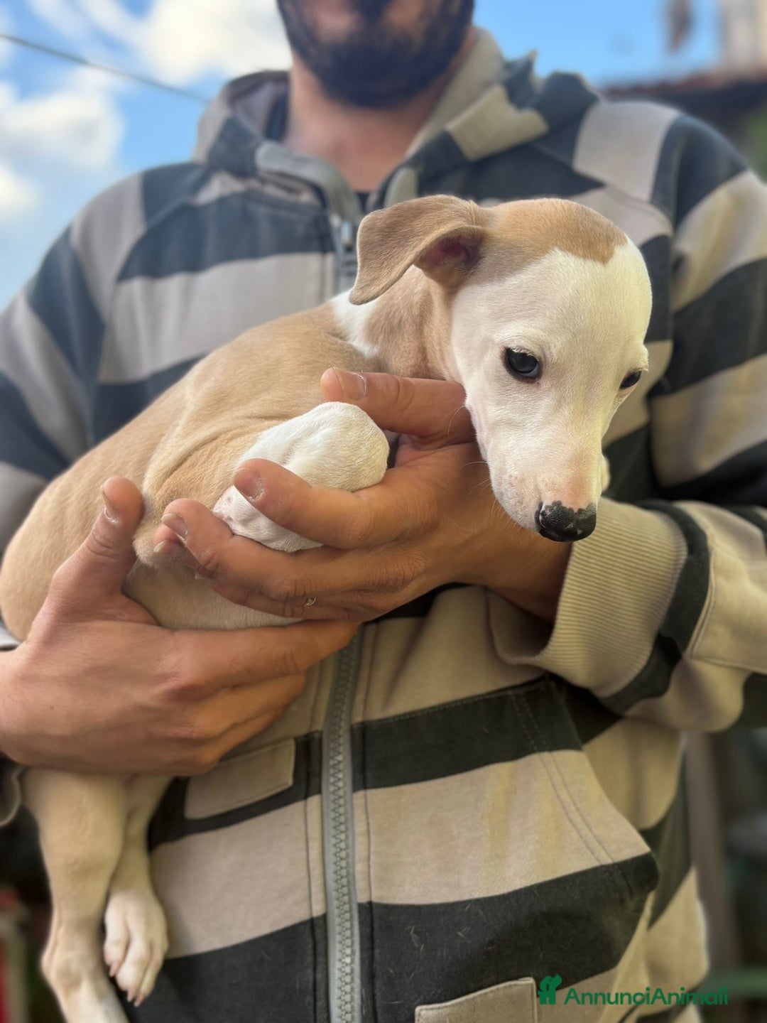 Whippet cani in vendita: Cuccioli whippet ultimi disponibili - Annuncio 7