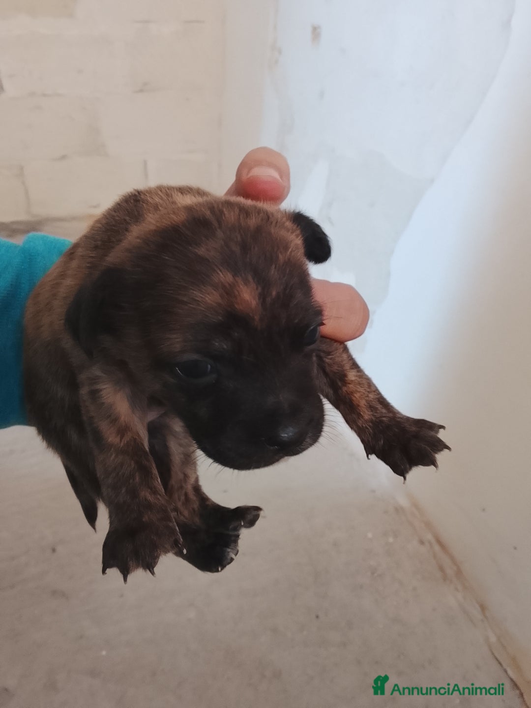 Meticcio cani in vendita: 7 cuccioli incrocio fra Bulldog francese e meticci - Annuncio 6