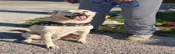 Meticcio cani in regalo: Pippo❤️ - Annuncio 2