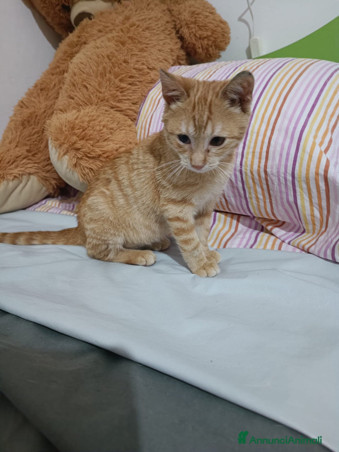 Altre razze gatti in regalo: GATTINI - Annuncio 6