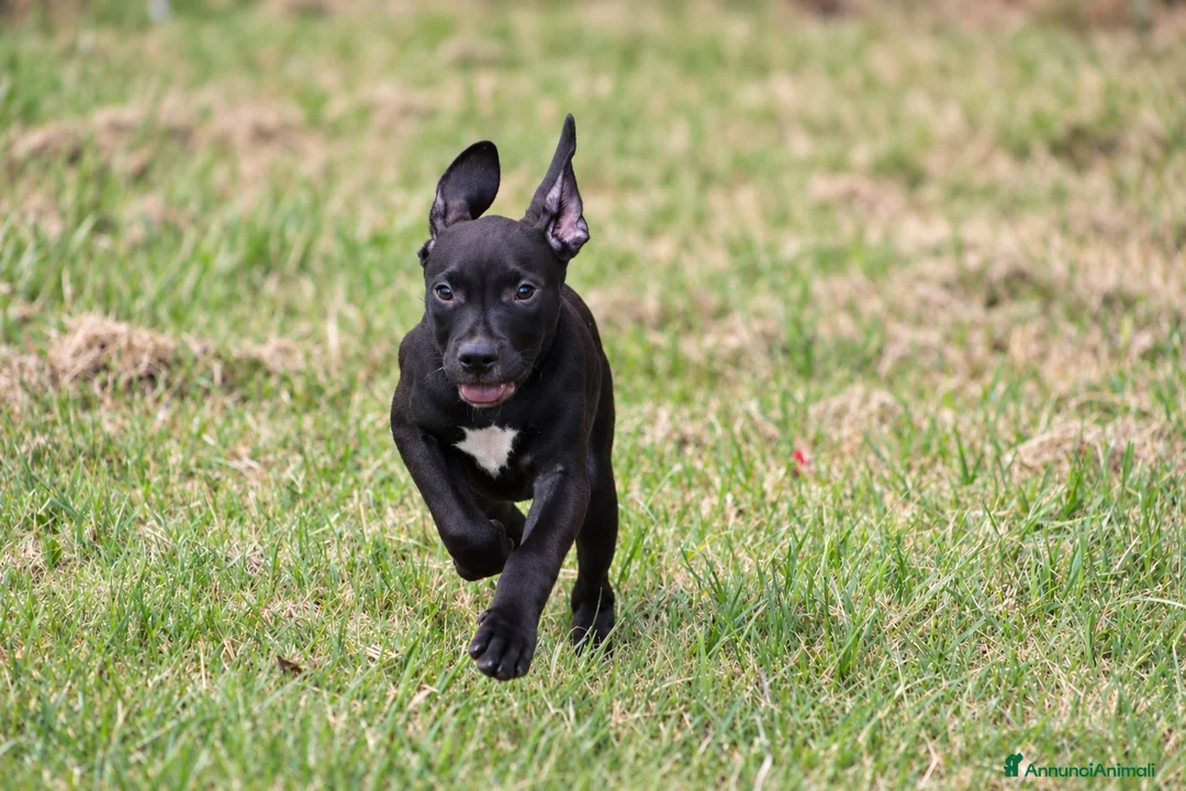 Pitbull cani in vendita: Cucciola Pit Bull con pedigree anche a rate - Annuncio 2
