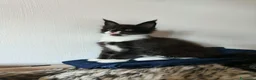 Maine Coon gatti in vendita: 2 Maschietti Maine Coon Bicolour - Annuncio 1