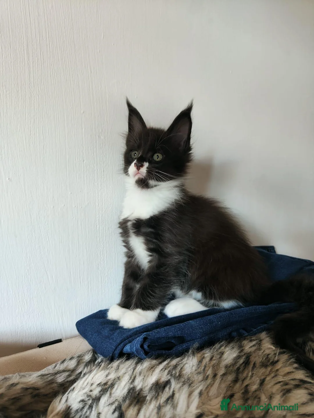 Maine Coon gatti in vendita: 2 Maschietti Maine Coon Bicolour - Annuncio 1