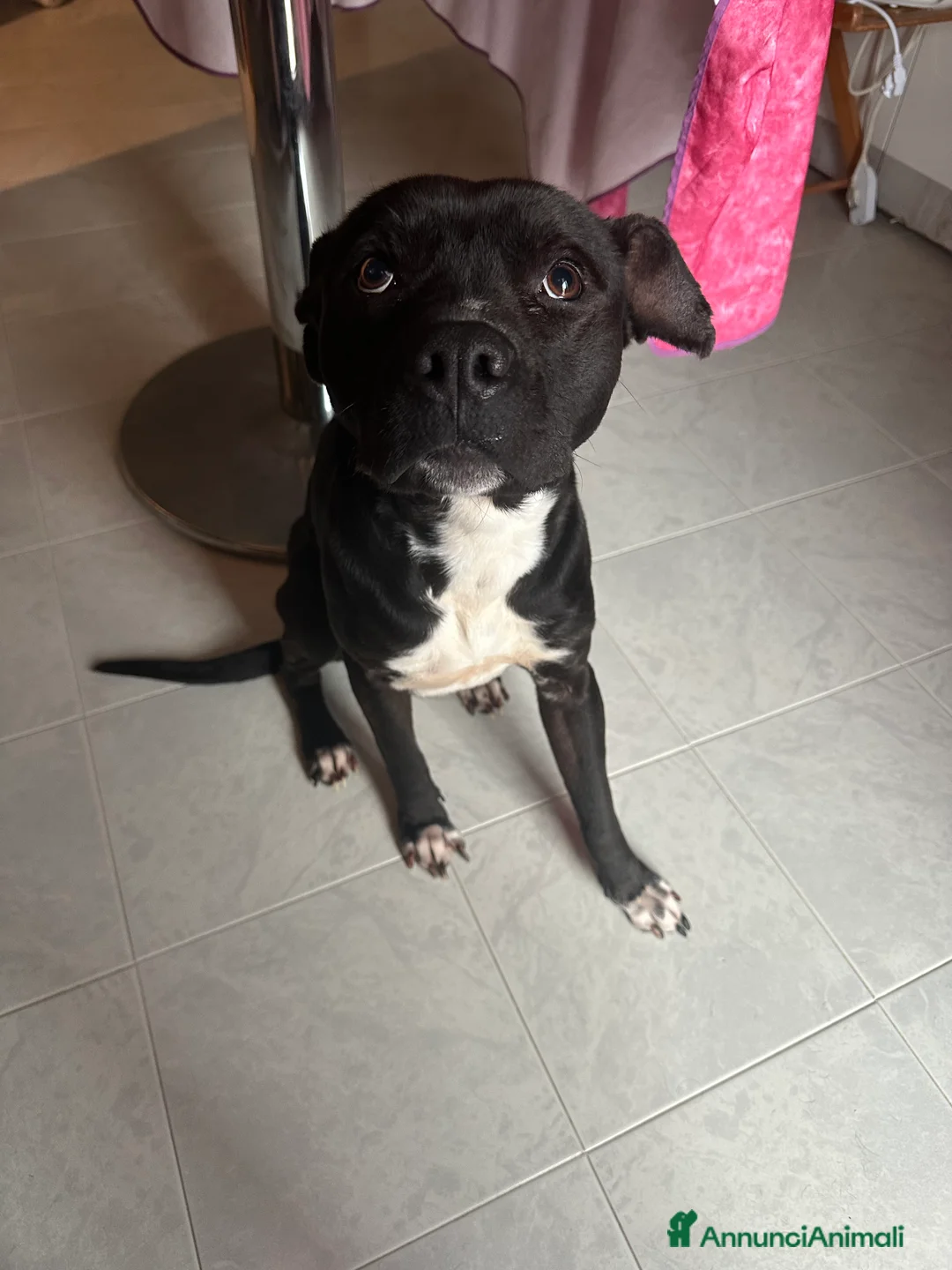 Pitbull cani in regalo: Regalo Pitbull Akira 4 anni - Annuncio 4