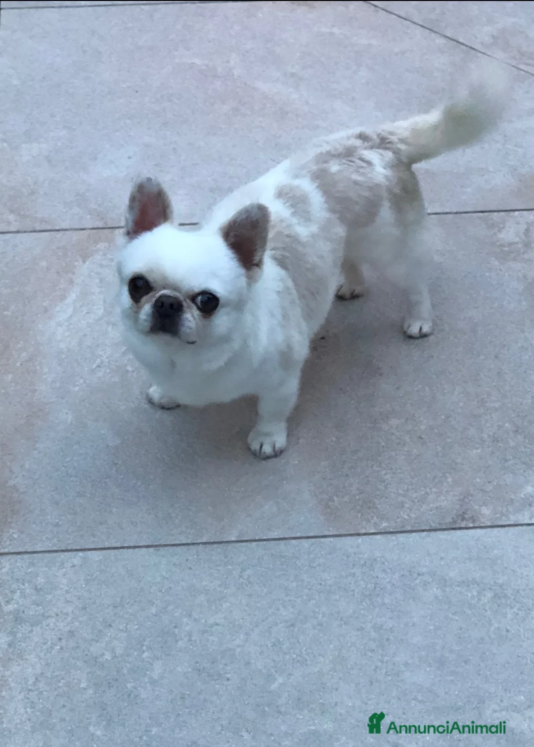 Chihuahua cani in vendita: Maschietto adulto  - Annuncio 2