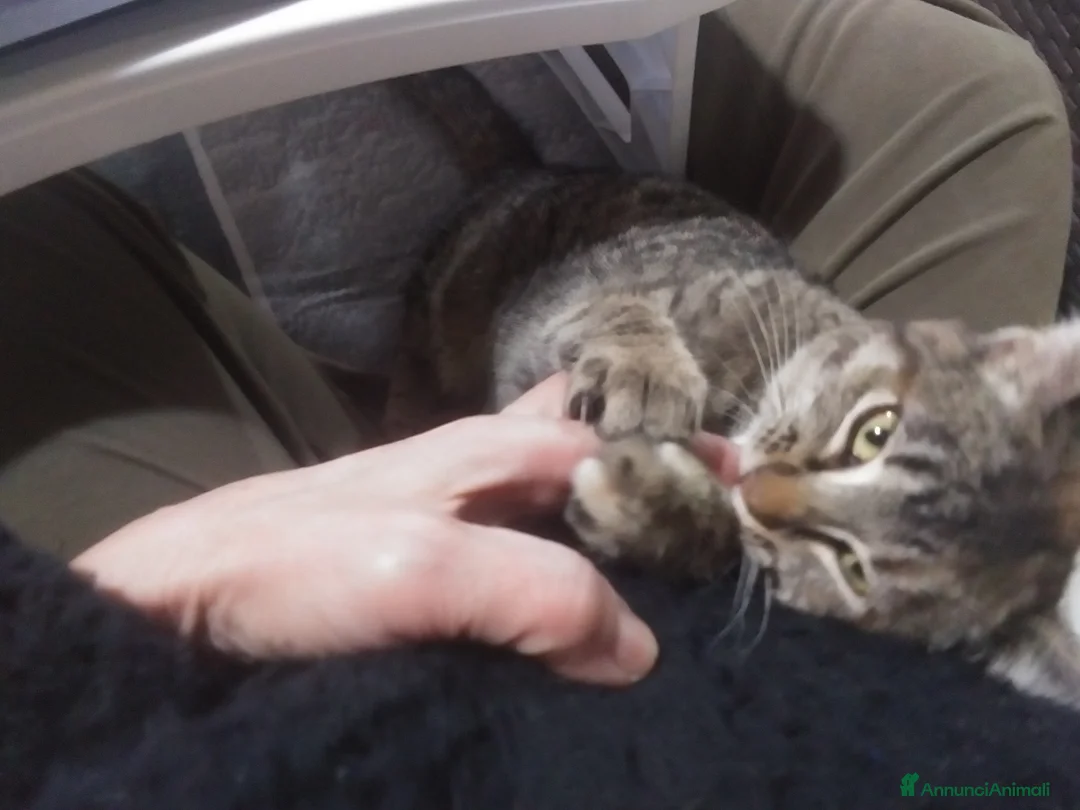 Europeo gatti in regalo: Michelle e Jasmine a Città Metropolitana di Bari - Annuncio 2